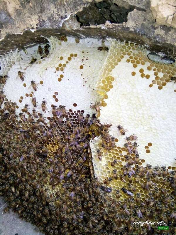 Mat ong mau son