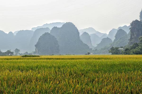 Dưới những dãy núi đá vôi là cánh đồng lúa trải dài bất tận. Ảnh: Mathias Lasoen