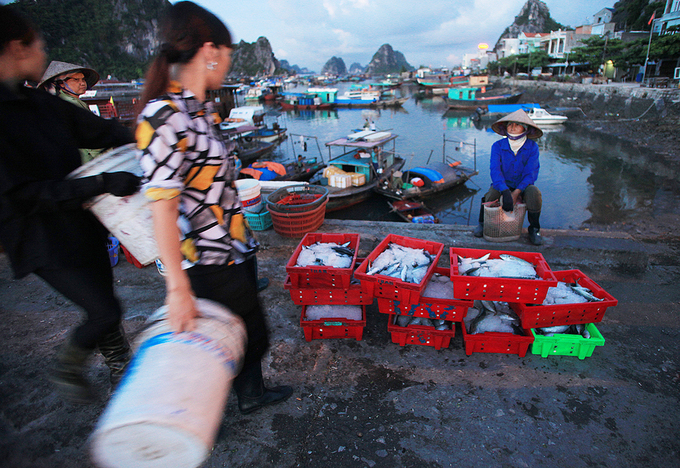 Chợ hải sản tấp nập trên cầu cảng ra đảo Cô Tô