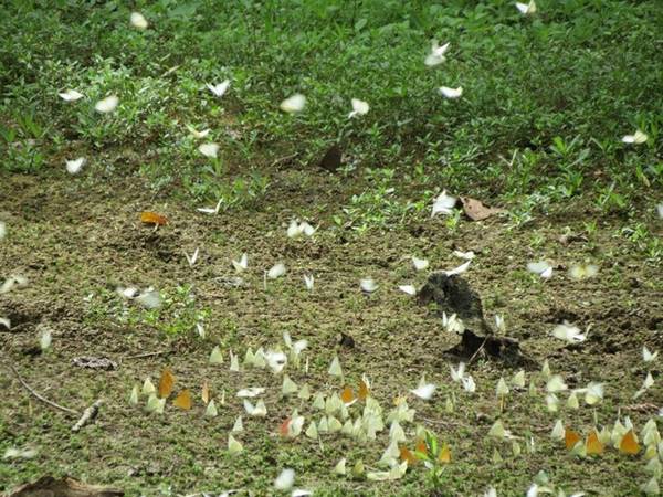 Săn bướm ở rừng Cúc Phương: Vườn quốc gia Cúc Phương cách Hà Nội khoảng 120 km về phía tây nam. Đây là nơi tham quan yêu thích của nhiều du khách trong và ngoài nước, với các điểm đến như động Người Xưa, cây chò ngàn năm, trung tâm cứu hộ linh trưởng và đặc biệt là loài bướm rừng. Ảnh: Kim Kim.