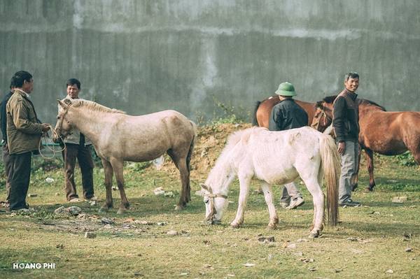 Điều độc đáo của chợ phiên Bắc Hà so với các chợ khác là chợ dành riêng một khu để mua bán ngựa. mỗi phiên chợ có hàng trăm con ngựa được giao dịch.