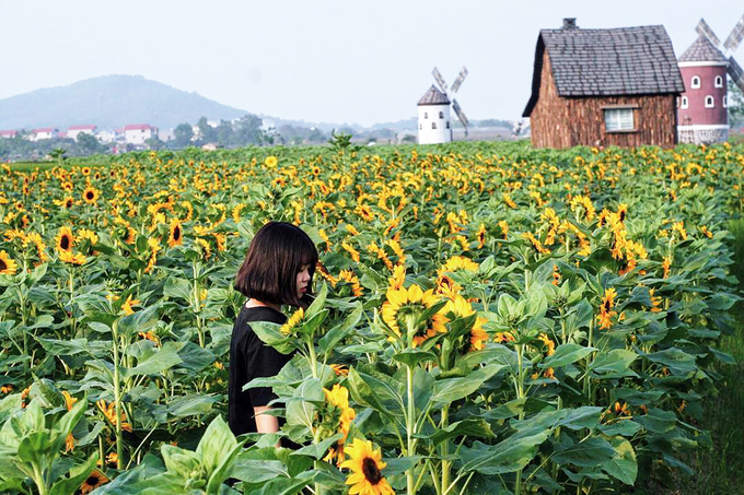 Cánh đồng 3 hecta hoa hướng dương nở rộ ở Bắc Giang