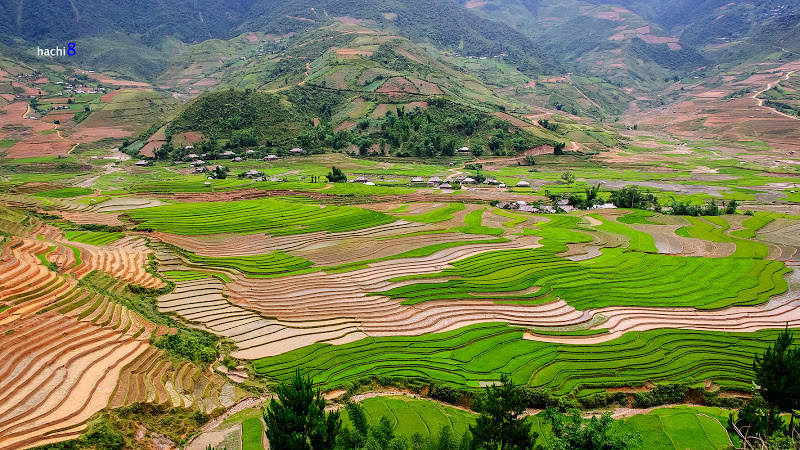 Mênh mang lúa và nước dưới thung lũng Cao Phạ.